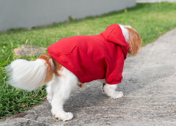 Doggie Hoodie - J.R Beale Painting